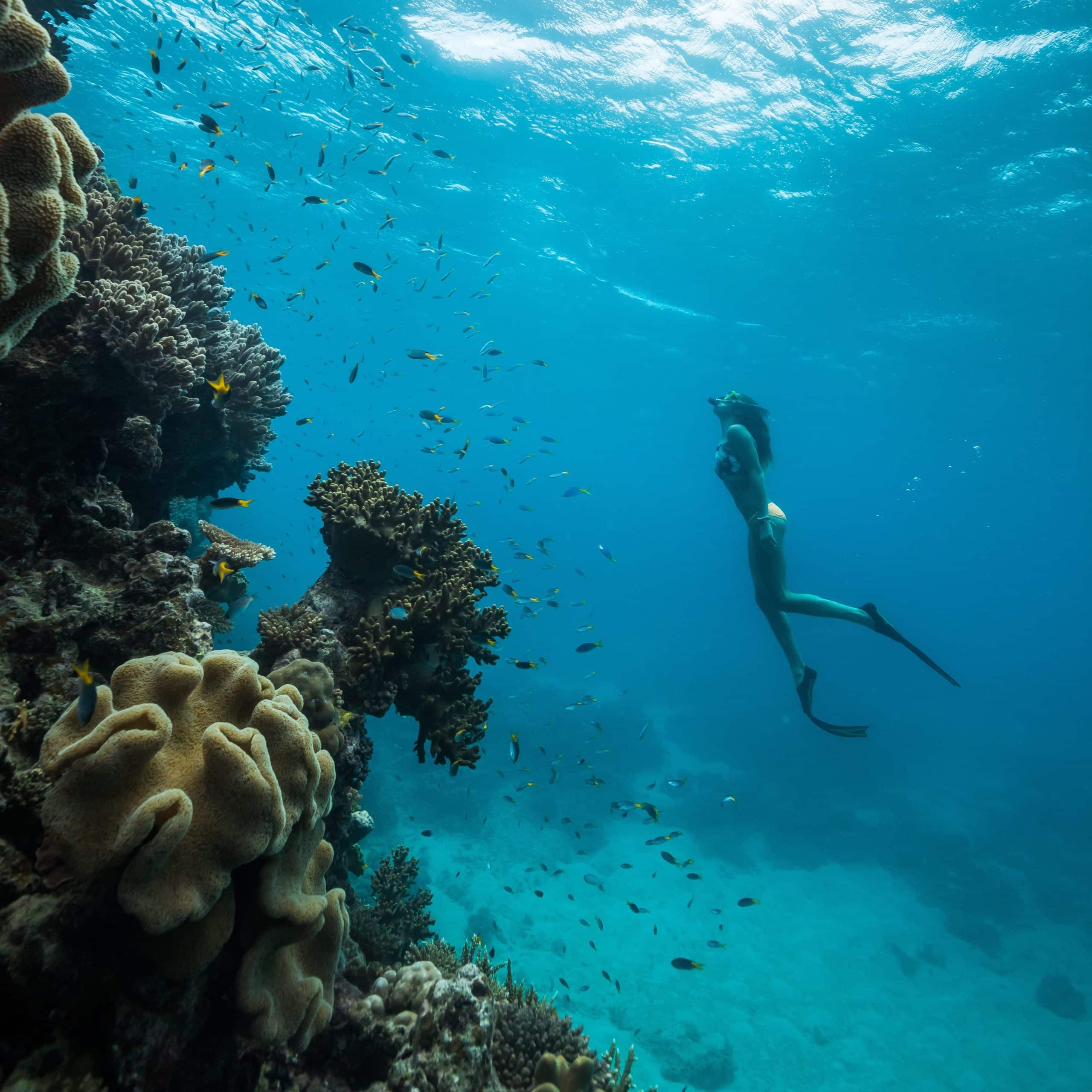Reef